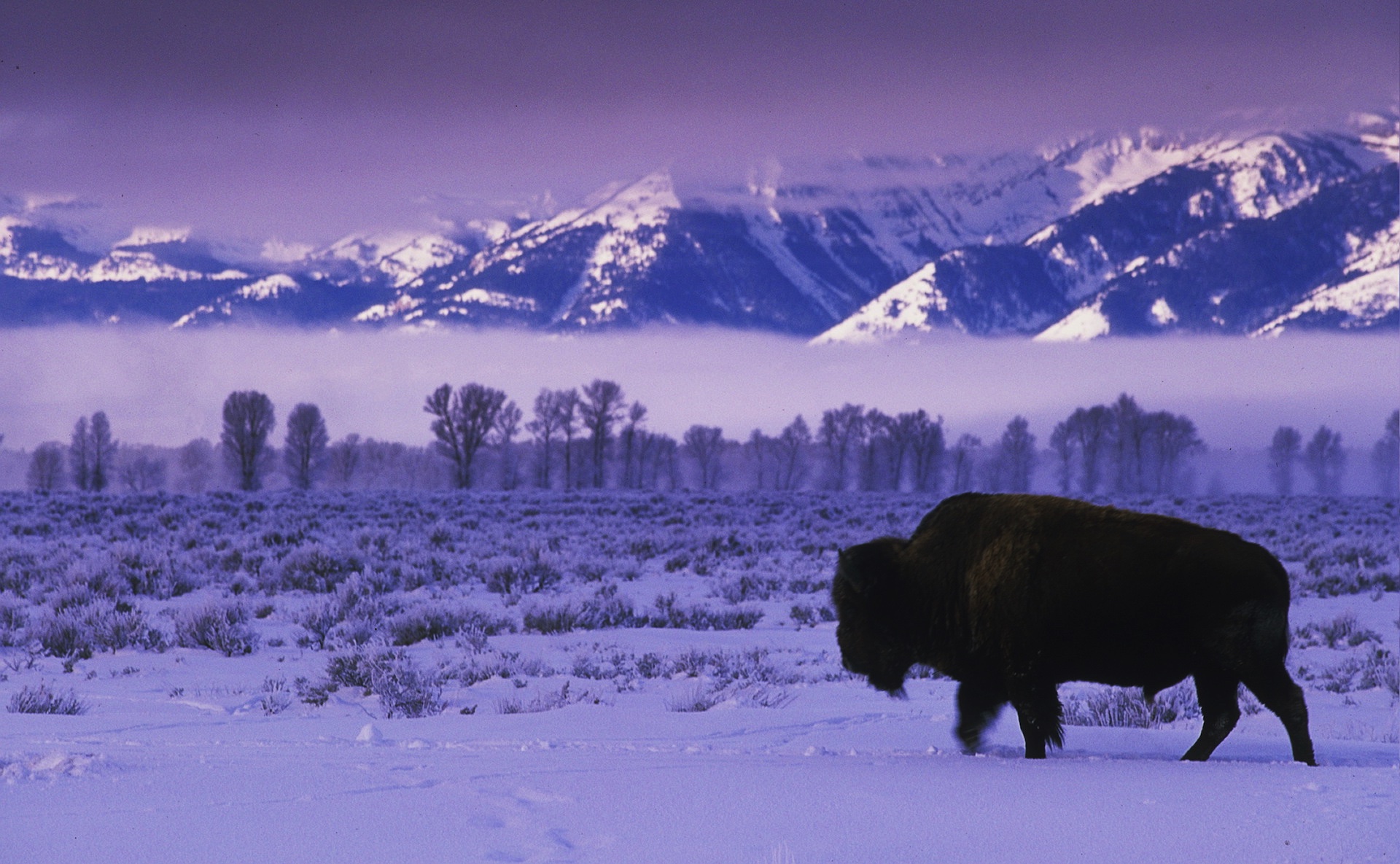 Buffalo In Winter - Dr. Lisa Brady Grant, D.C.